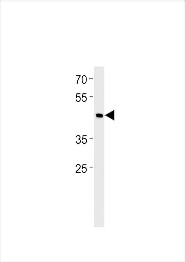 BHLHE41 Antibody in Western Blot (WB)