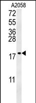 GM2A Antibody in Western Blot (WB)
