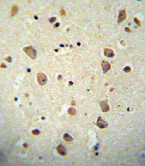 Contactin 2 Antibody in Immunohistochemistry (Paraffin) (IHC (P))