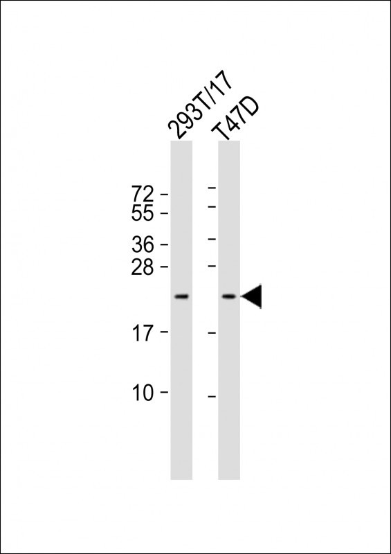 TC10 Antibody in Western Blot (WB)
