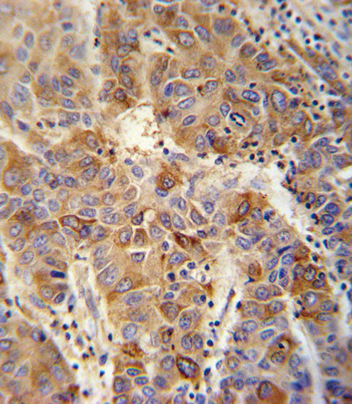 VAMP4 Antibody in Immunohistochemistry (Paraffin) (IHC (P))