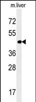 PAOX Antibody in Western Blot (WB)