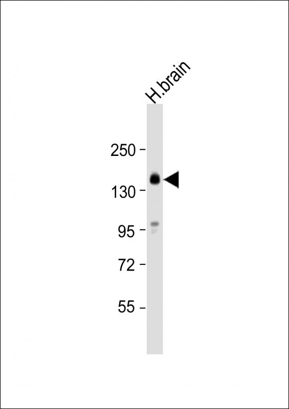 KCC2 Antibody in Western Blot (WB)