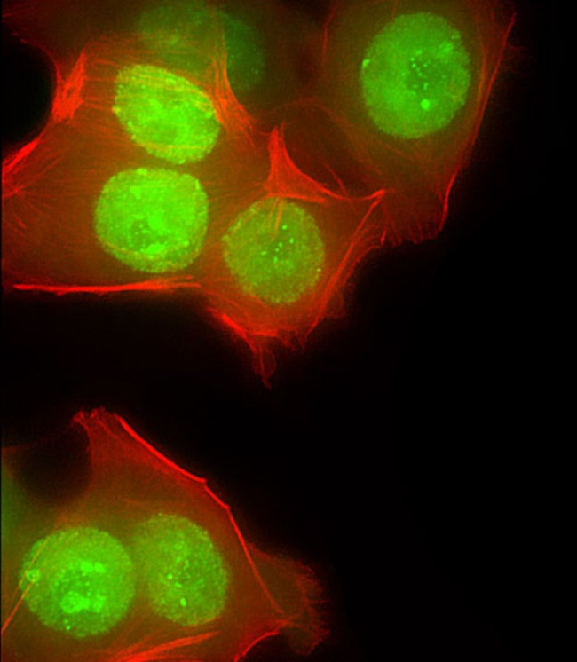 CUX1 Antibody in Immunocytochemistry (ICC/IF)