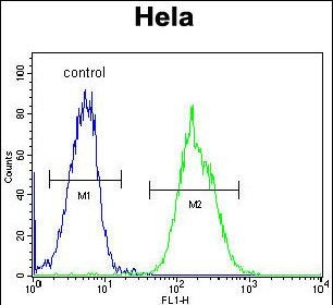 EB1 Antibody in Flow Cytometry (Flow)