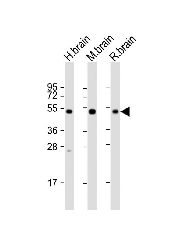 NPTX1 Antibody in Western Blot (WB)