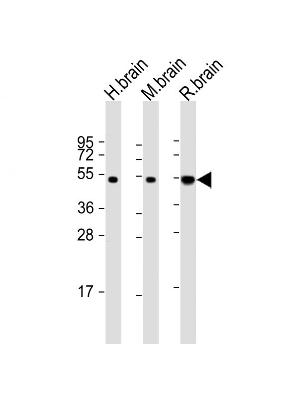 NPTX1 Antibody in Western Blot (WB)