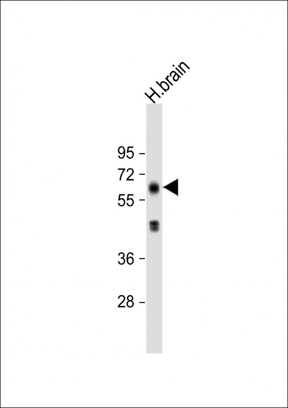 EHD3 Antibody in Western Blot (WB)