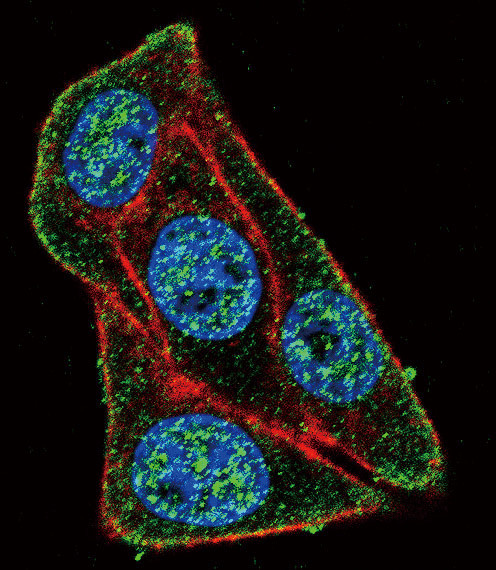 PAX6 Antibody in Immunocytochemistry (ICC/IF)