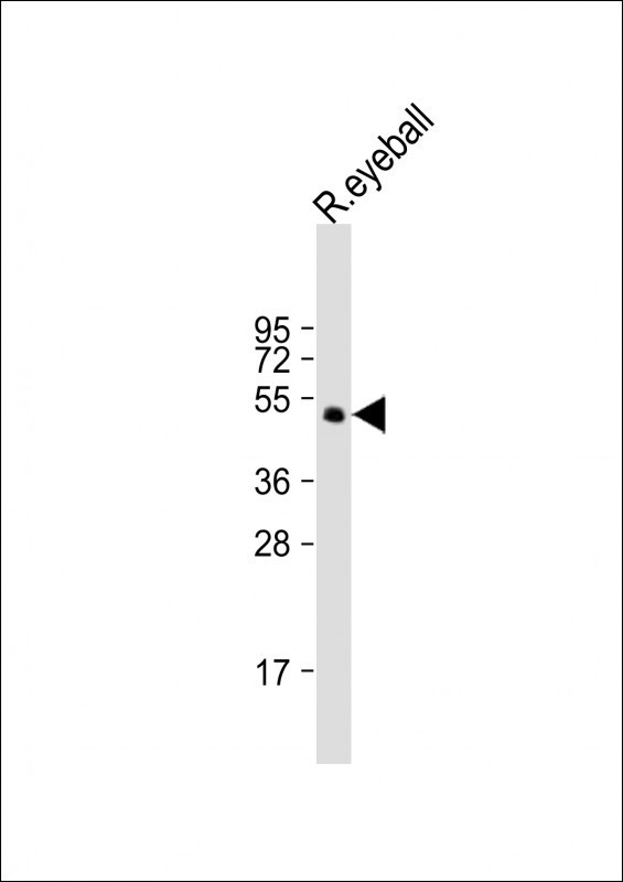 PAX6 Antibody in Western Blot (WB)