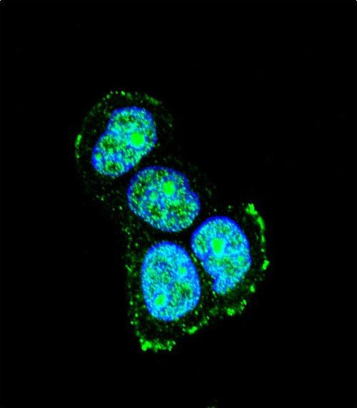 JIP1 Antibody in Immunocytochemistry (ICC/IF)