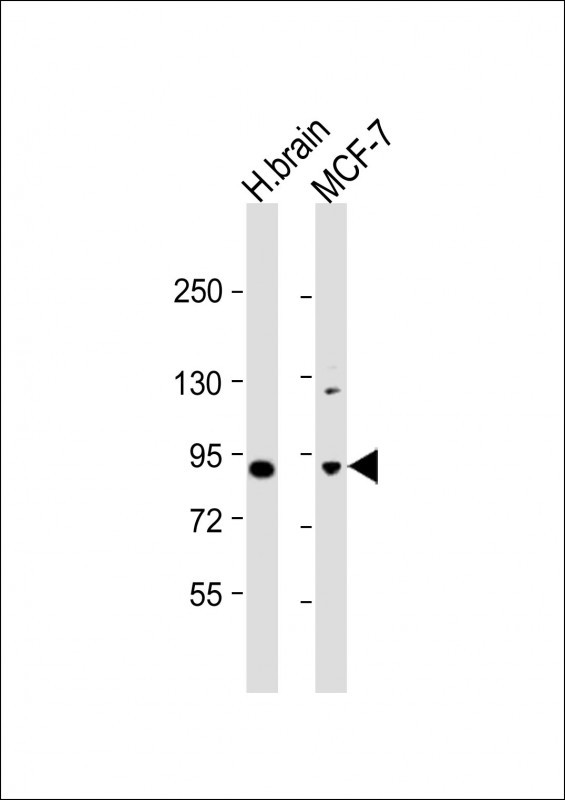 JIP1 Antibody in Western Blot (WB)