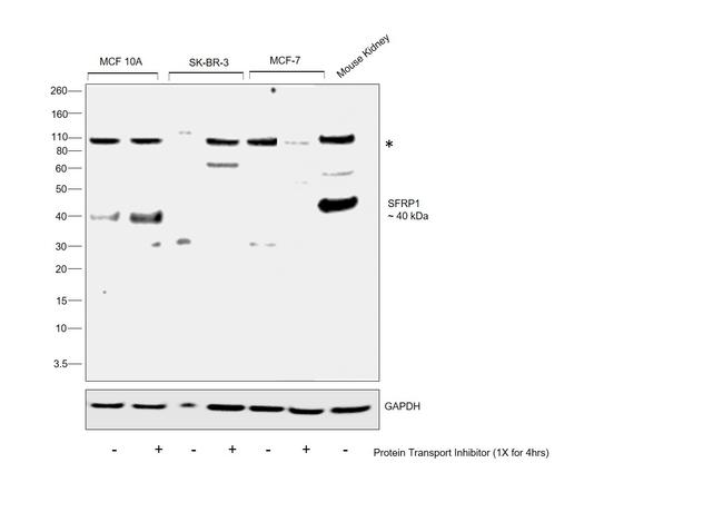 SFRP1 Antibody in Western Blot (WB)