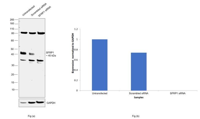 SFRP1 Antibody in Western Blot (WB)