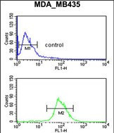 Neuropilin 1 Antibody in Flow Cytometry (Flow)