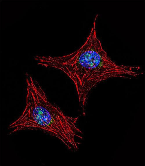 UTY Antibody in Immunocytochemistry (ICC/IF)