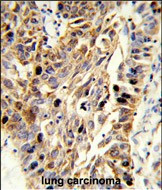 Fibulin 3 Antibody in Immunohistochemistry (Paraffin) (IHC (P))