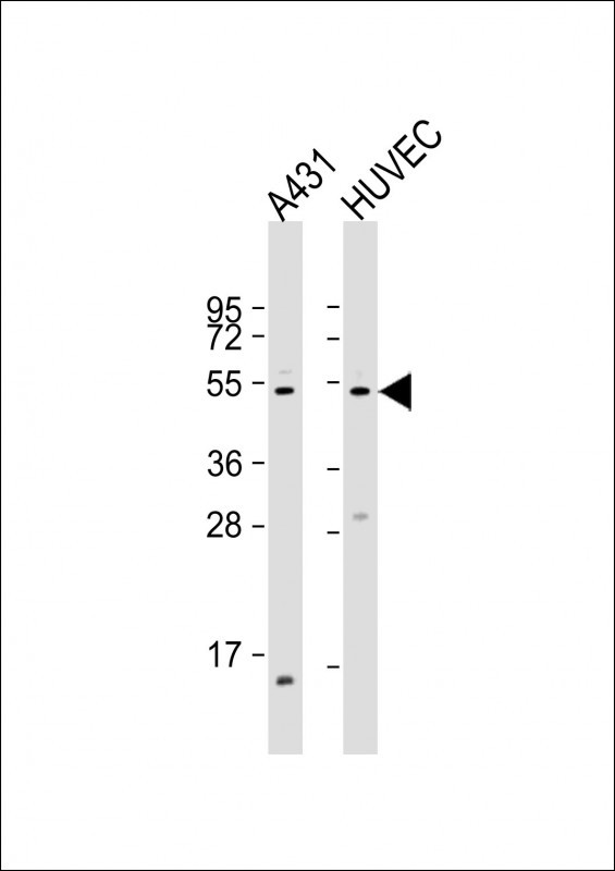 Fibulin 3 Antibody in Western Blot (WB)