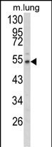 Fibulin 3 Antibody in Western Blot (WB)