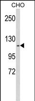 KIF11 Antibody in Western Blot (WB)