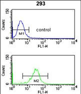 NUP153 Antibody in Flow Cytometry (Flow)