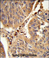 PEX16 Antibody in Immunohistochemistry (Paraffin) (IHC (P))