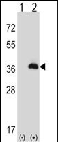 PEX16 Antibody in Western Blot (WB)