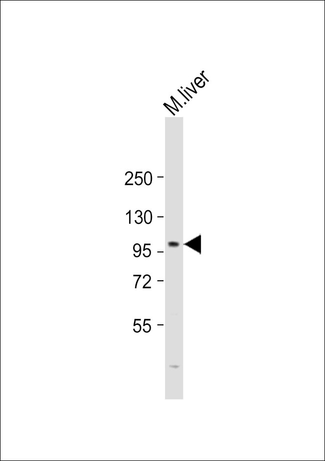 PROX1 Antibody in Western Blot (WB)