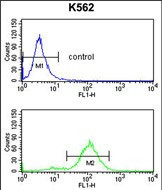 APOBEC3F Antibody in Flow Cytometry (Flow)