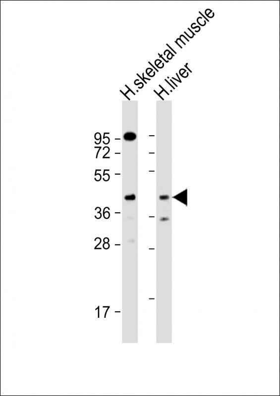 ANGPTL4 Antibody in Western Blot (WB)