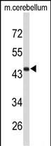 Fibromodulin Antibody in Western Blot (WB)