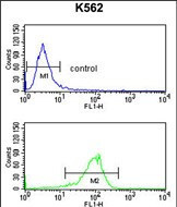 ATP1B2 Antibody in Flow Cytometry (Flow)