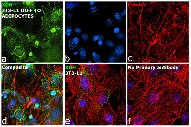 XDH Antibody in Immunocytochemistry (ICC/IF)