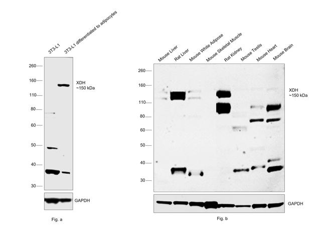 XDH Antibody in Western Blot (WB)