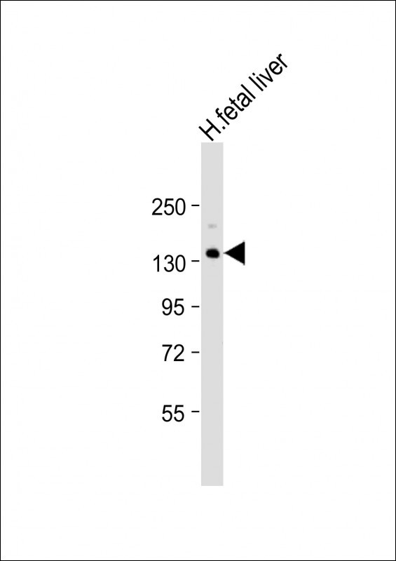 XDH Antibody in Western Blot (WB)