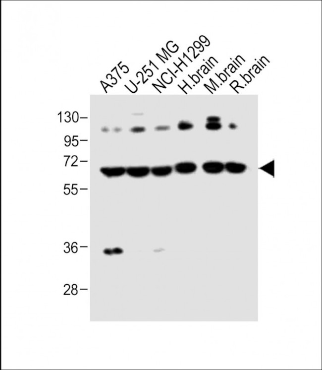 DLL3 Antibody in Western Blot (WB)