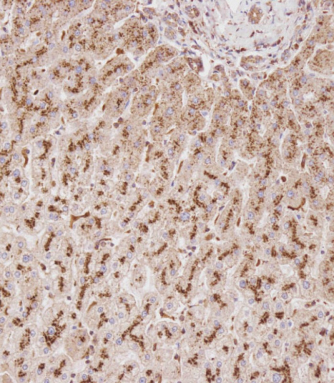 GUSB Antibody in Immunohistochemistry (Paraffin) (IHC (P))