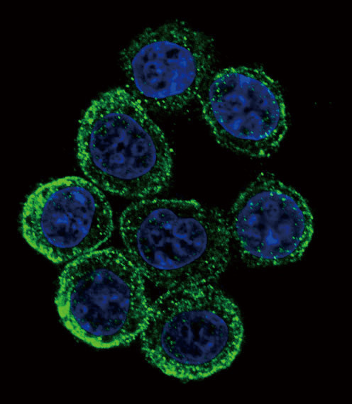 EXT2 Antibody in Immunocytochemistry (ICC/IF)