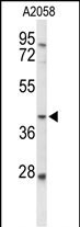 FUT3 Antibody in Western Blot (WB)