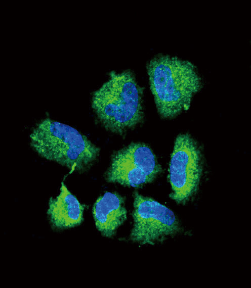 ChAT Antibody in Immunocytochemistry (ICC/IF)