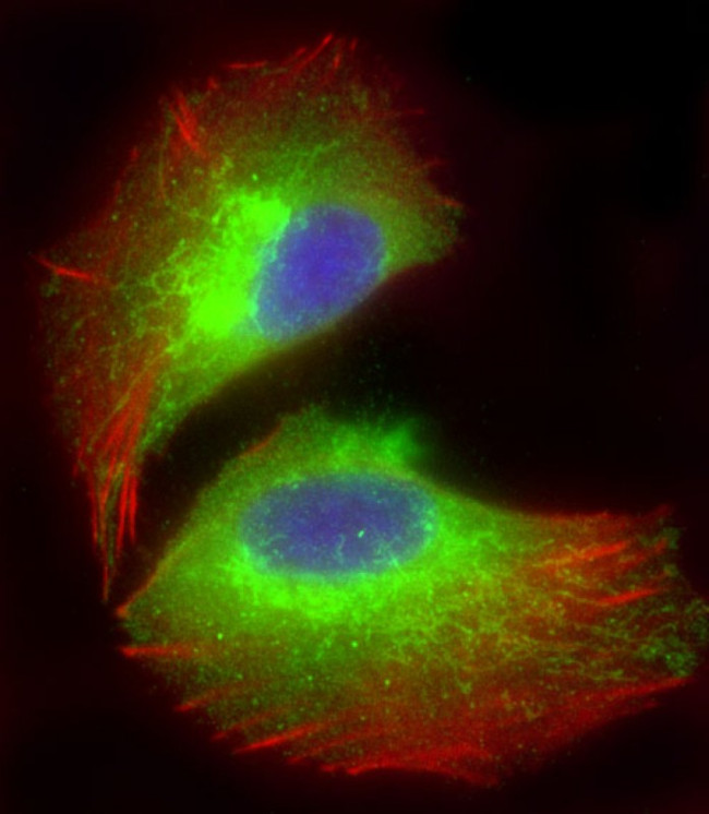 MTCO1 Antibody in Immunocytochemistry (ICC/IF)