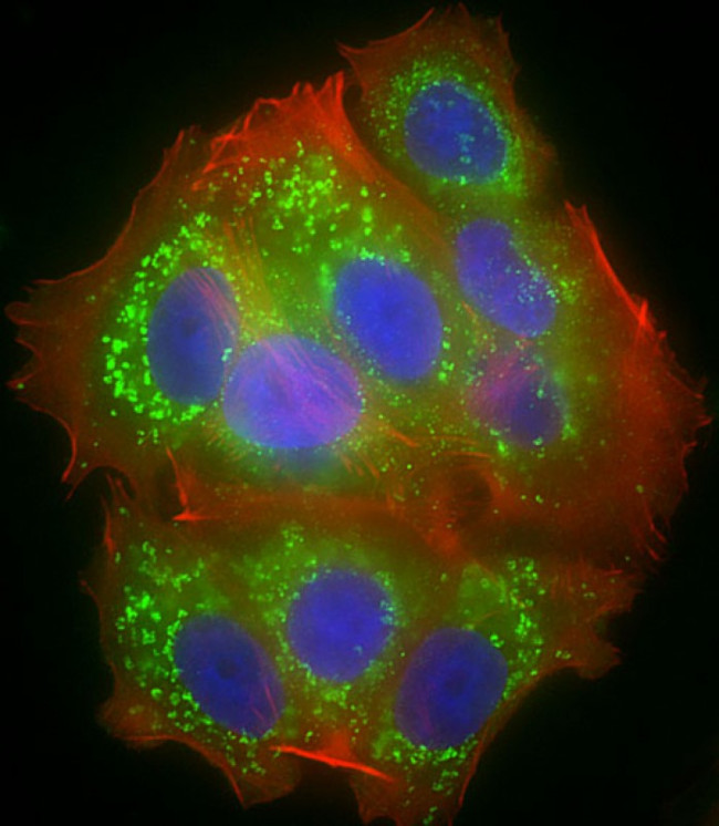 MTCO1 Antibody in Immunocytochemistry (ICC/IF)