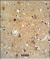 Oxytocin Antibody in Immunohistochemistry (Paraffin) (IHC (P))