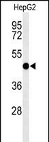 SGMS2 Antibody in Western Blot (WB)