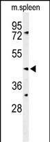 SGMS2 Antibody in Western Blot (WB)