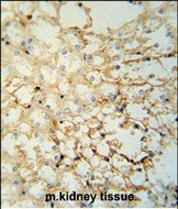 LYPD1 Antibody in Immunohistochemistry (Paraffin) (IHC (P))