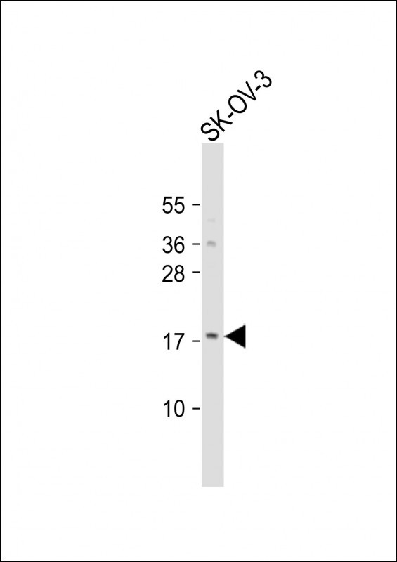 LYPD1 Antibody in Western Blot (WB)