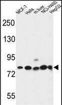 Gephyrin Antibody in Western Blot (WB)