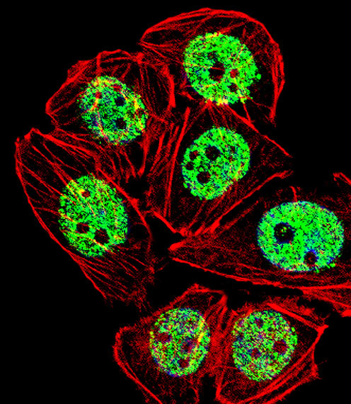 FOXG1 Antibody in Immunocytochemistry (ICC/IF)