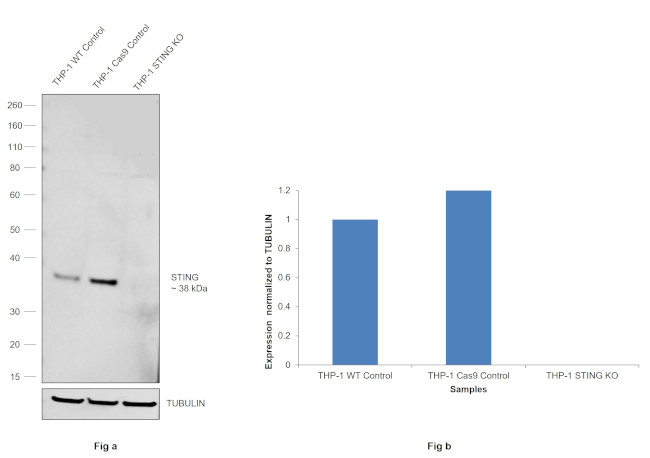 STING Antibody in Western Blot (WB)